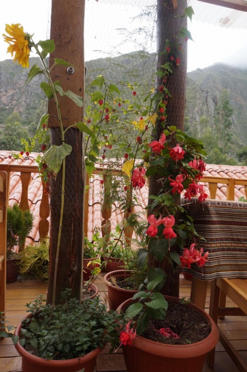 Ollantaytampu Hostel Patacalle image 2